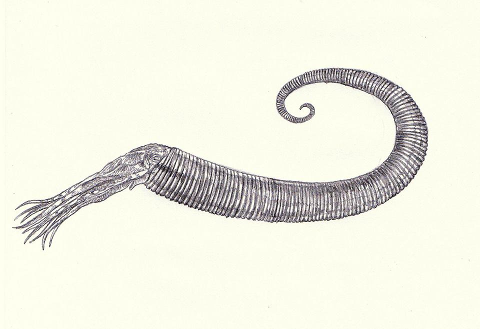 1_13_Allocrioceras rekostrukcja